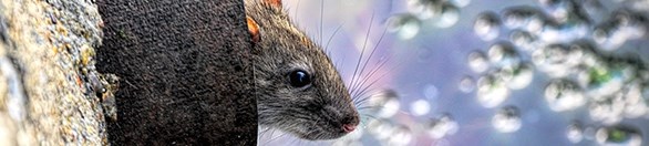 Rotte bekæmpelse med rottespærre i København